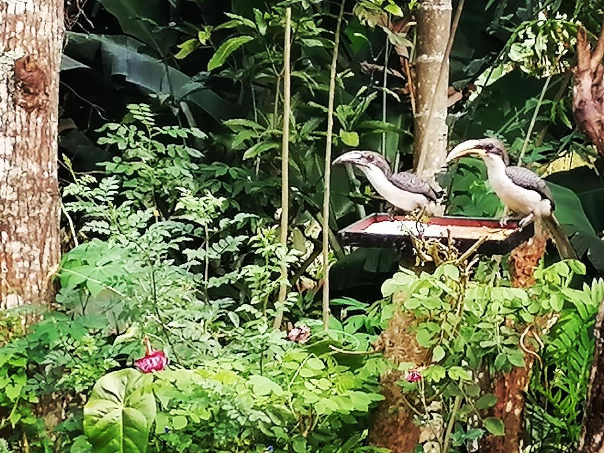 Tantra Ella Lodge Luaran gambar
