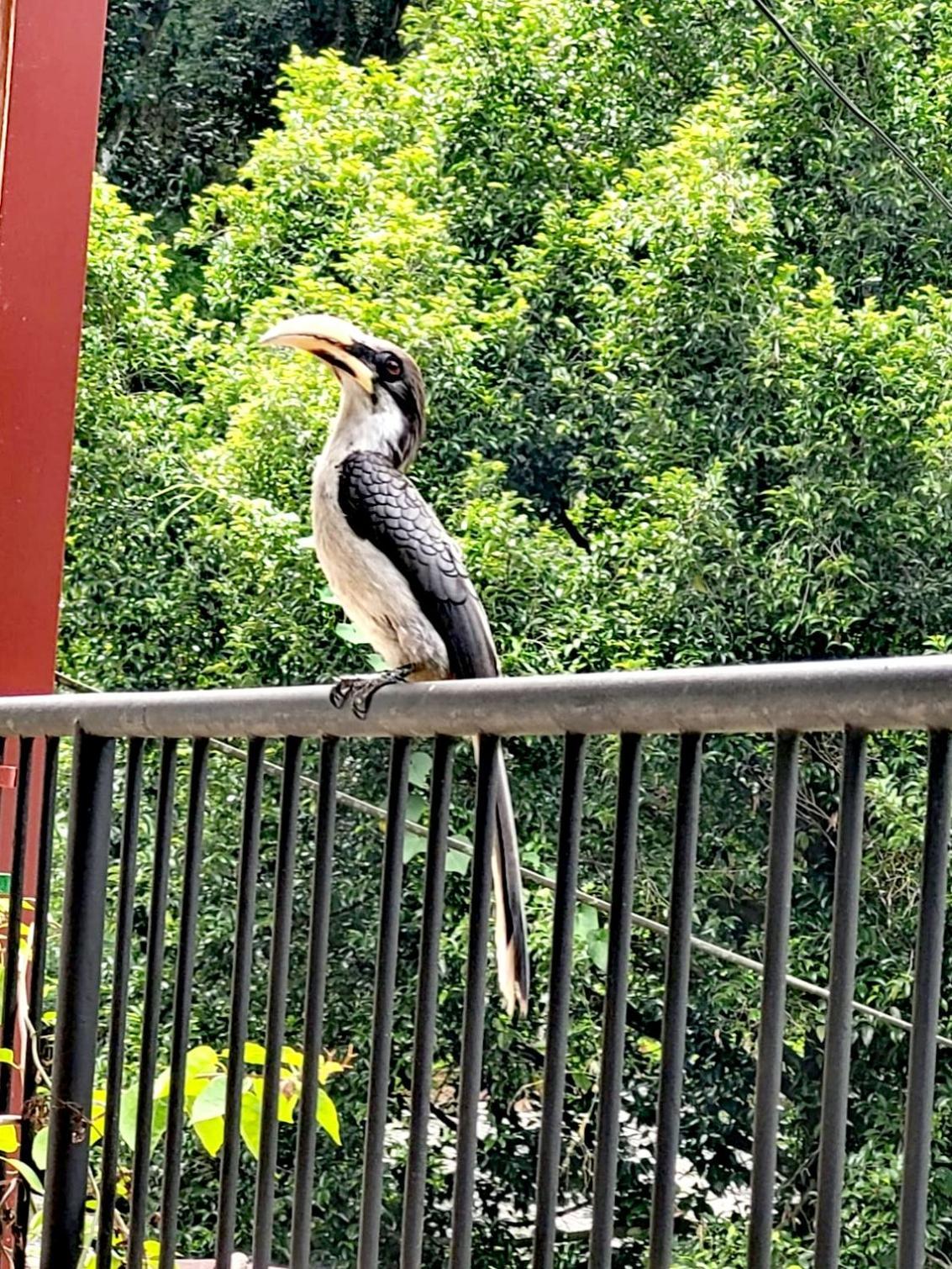 Tantra Ella Lodge Luaran gambar
